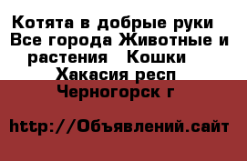 Котята в добрые руки - Все города Животные и растения » Кошки   . Хакасия респ.,Черногорск г.